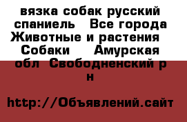 вязка собак русский спаниель - Все города Животные и растения » Собаки   . Амурская обл.,Свободненский р-н